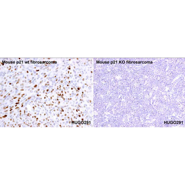 2933. ANTI-P21 ANTIBODY (HUGO291) 100UG ABCAM