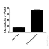 56861. RAT ADIPONECTIN ELISA KIT 96 TESTS ABCAM
