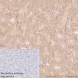 4649. RECOMBINANT ANTI-COX1 / CYCLOOXYGENASE 1 ANTIBODY (EPR5866) 100UL - ABCAM