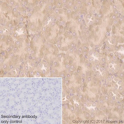 4649. RECOMBINANT ANTI-COX1 / CYCLOOXYGENASE 1 ANTIBODY (EPR5866) 100UL - ABCAM