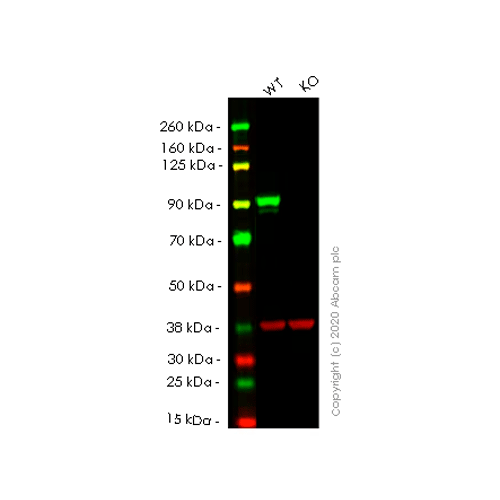 26527. RECOMBINANT ANTI-STAT3 ANTIBODY (EPR361) 100UL ABCAM