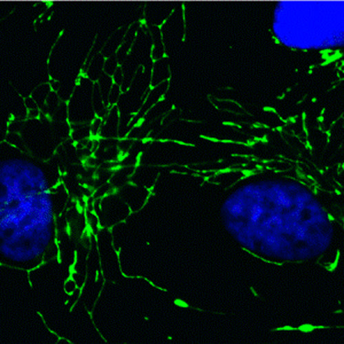 4659. ANTI-CYCLOPHILIN F ANTIBODY (E11AE12BD4) 100UG ABCAM