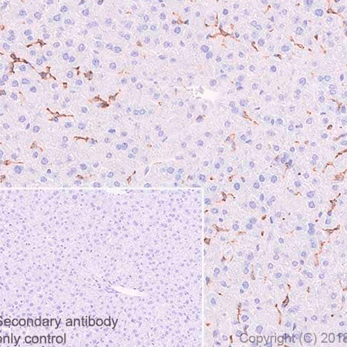 26493. RECOMBINANT ANTI-F4/80 ANTIBODY (SP115) 100UL ABCAM