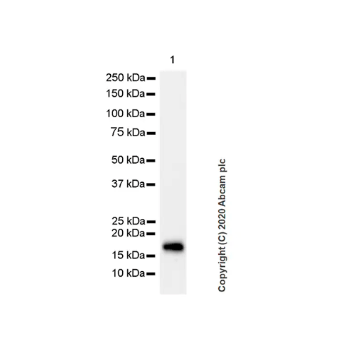 26479. RECOMBINANT ANTI-MYELIN BASIC PROTEIN ANTIBODY (MBP2) 100UG ABCAM