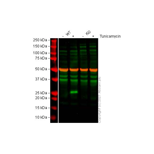 21927. ANTI-DDIT3 ANTIBODY (9C8) 100UG - ABCAM