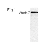 26475. ANTI-ATAXIN 7 ANTIBODY 50UG ABCAM