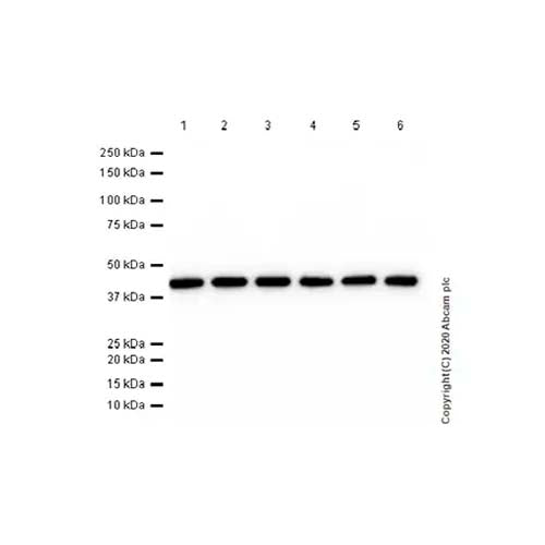 22763. RECOMBINANT ANTI-BETA ACTIN ANTIBODY (SP124) 500UL ABCAM