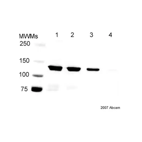 17767. HRP ANTI-6X HIS TAG ANTIBODY 100UG ABCAM