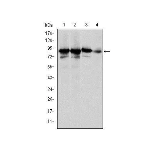 17769. ANTI-KU80 ANTIBODY (5C5) 100UL ABCAM