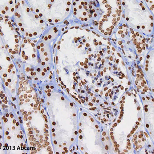 4653. ANTI-HISTONE H3 (DI METHYL K9) ANTIBODY (MABCAM1220) - CHIP GRADE 100UG - ABCAM