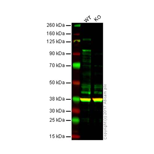 22765. ANTI-ATF6 ANTIBODY (1-7) 50UG ABCAM – CTR Scientific