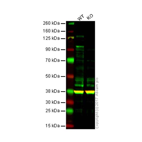 22765. ANTI-ATF6 ANTIBODY (1-7) 50UG ABCAM