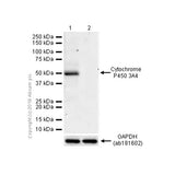 22767. RECOMBINANT ANTI-CYTOCHROME P450 3A4/CYP3A4 ANTIBODY (EPR6202) 100UL ABCAM