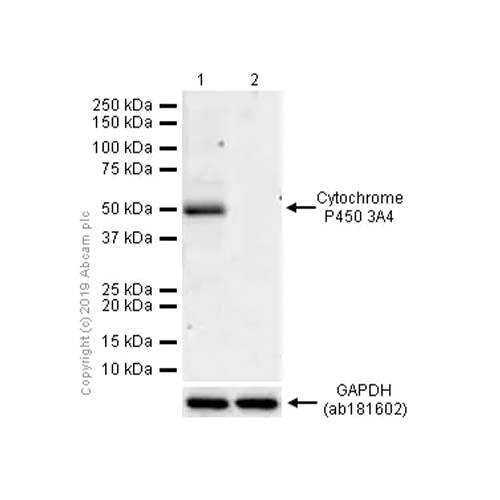 22767. RECOMBINANT ANTI-CYTOCHROME P450 3A4/CYP3A4 ANTIBODY (EPR6202) 100UL ABCAM