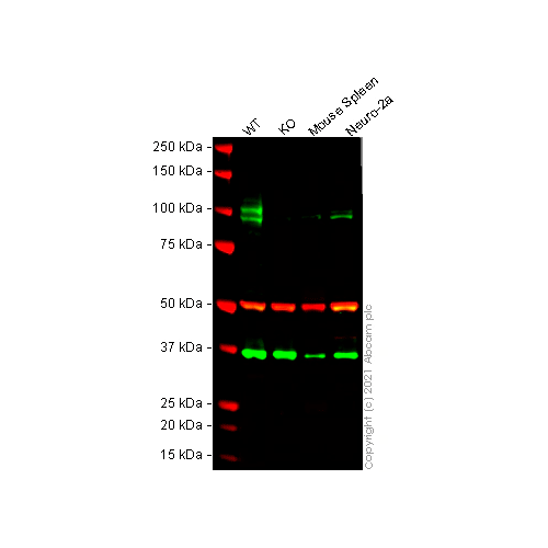 26446. ANTI-CD68 ANTIBODY 100UG ABCAM