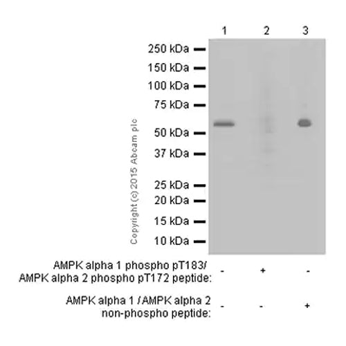 4666. RECOMBINANT ANTI-AMPK ALPHA 1 (PHOSPHO T183) + AMPK ALPHA 2 (PHOSPHO T172) ANTIBODY (EPR5683) 100UL - ABCAM