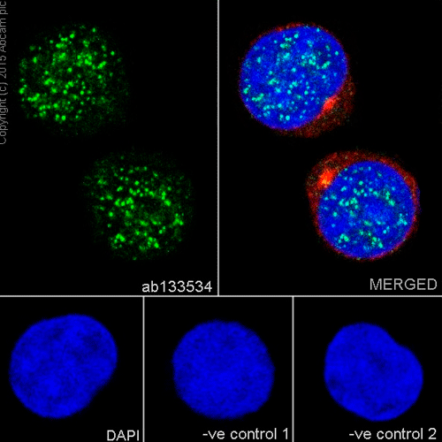 26490. RECOMBINANT ANTI-RAD51 ANTIBODY (EPR4030(3)) 100UL ABCAM