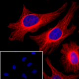 50871. GOAT ANTI-MOUSE IGG H&L (ALEXA FLUOR 647) 500UG - ABCAM