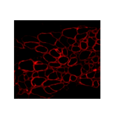 17784. ANTI-DYSTROPIN ANTIBODY 500UL - ABCAM