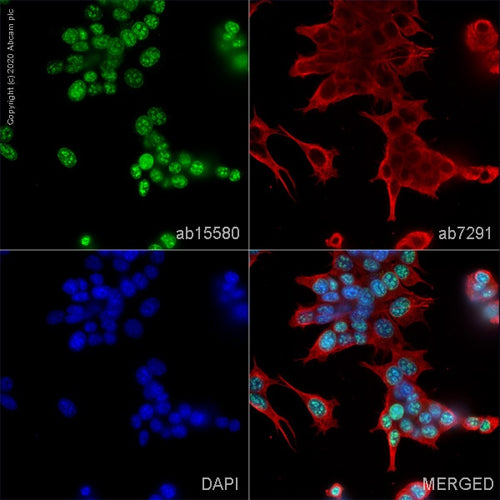 4674. ANTI-KI67 ANTIBODY 100UG ABCAM