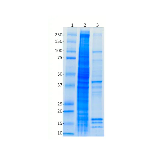 18364. 10X RIPA BUFFER 15ML - ABCAM