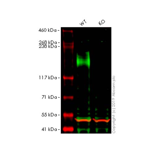 22779. ANTI-MRP2 ANTIBODY (M2III-5) 500UL ABCAM