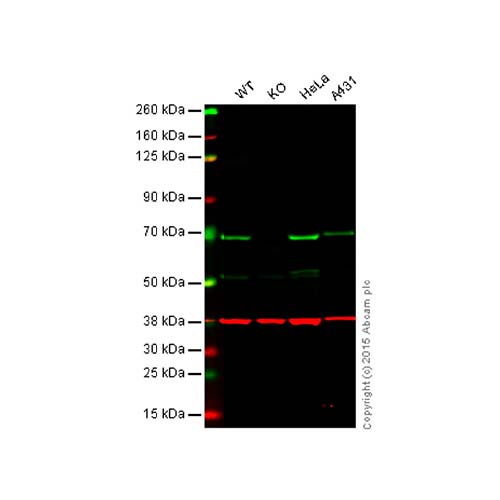 22783. ANTI-NF-KB P65 ANTIBODY 100UG ABCAM