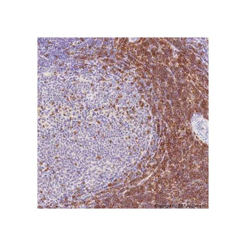 22784. ANTI-CD3 ANTIBODY (SP7) 100UL ABCAM