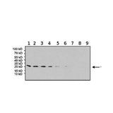 22785. ANTI-EIF4E ANTIBODY (5D11) 100UG ABCAM