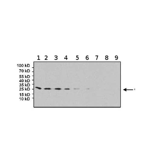 22785. ANTI-EIF4E ANTIBODY (5D11) 100UG ABCAM