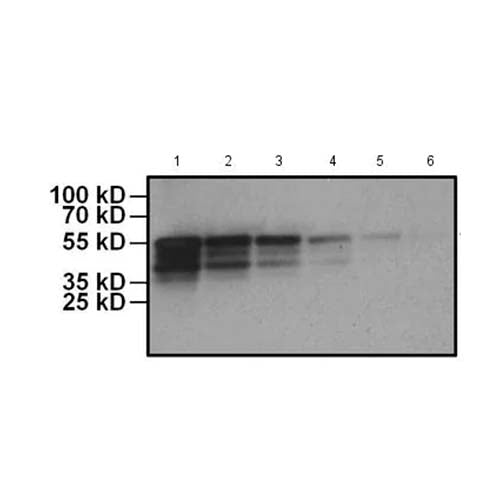 22786. HRP ANTI-MYC TAG ANTIBODY (MYC.A7) 50UL ABCAM