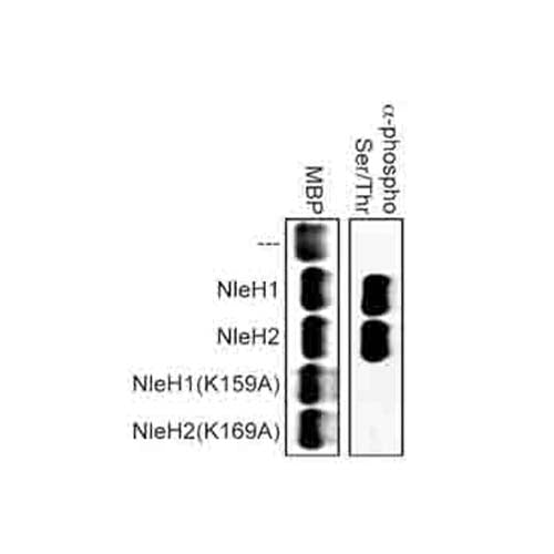 22787. ANTI-PHOSPHO - (SER/THR) PHE ANTIBODY 50UL ABCAM