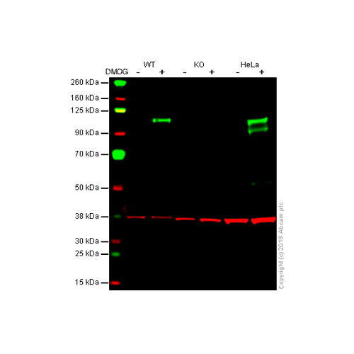 26463. RECOMBINANT ANTI-HIF-1 ALPHA ANTIBODY (EPR16897) 100UL ABCAM