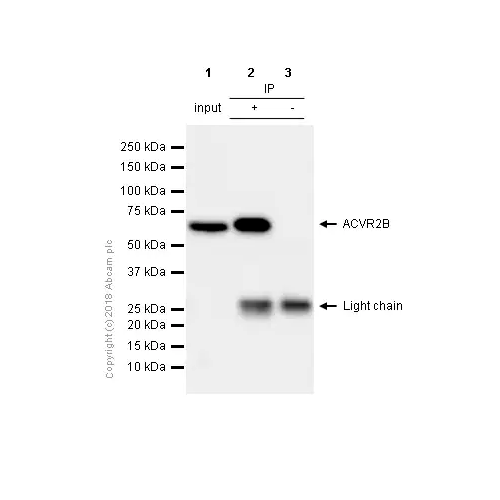 26445. RECOMBINANT ANTI-ACTIVIN RECEPTOR TYPE IIB/ACVR2B ANTIBODY (EPR10739) 100UL ABCAM