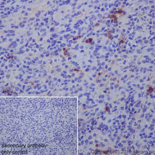 4633. RECOMBINANT ANTI-HUMAN IGG ANTIBODY (EPR12700) 100UL - ABCAM