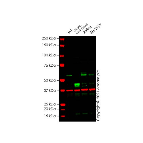 22795. ANTI-MYC TAG ANTIBODY (MYC.A7) 100UG ABCAM