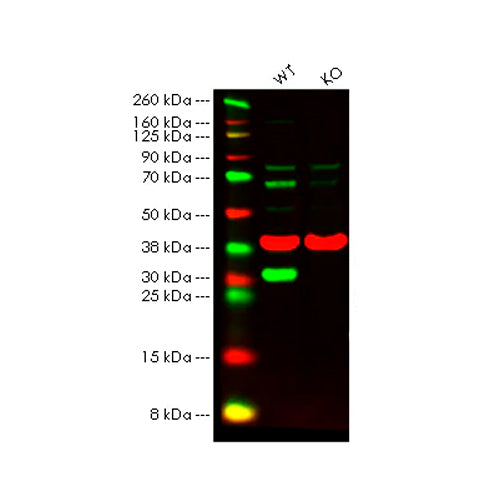 6904. HMGB1 ANTIBODY 100UG ABCAM