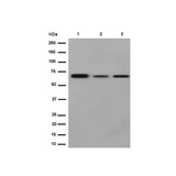 2936. ANTI-PHF1 ANTIBODY (EPR14222) 100UL ABCAM