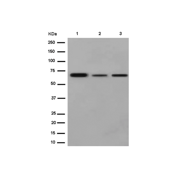 2936. ANTI-PHF1 ANTIBODY (EPR14222) 100UL ABCAM