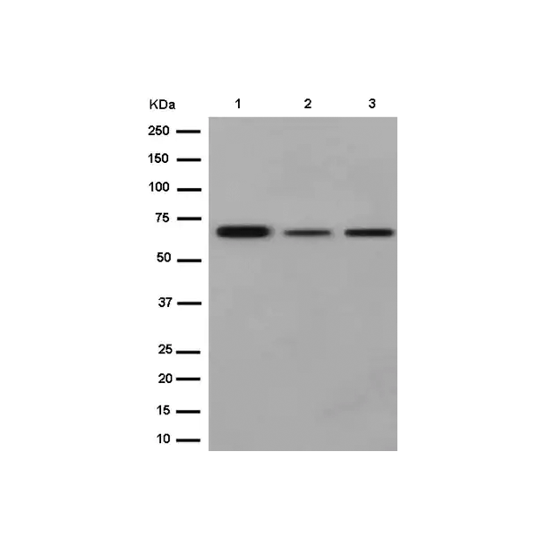 2936. ANTI-PHF1 ANTIBODY [EPR14222] 100UL - ABCAM