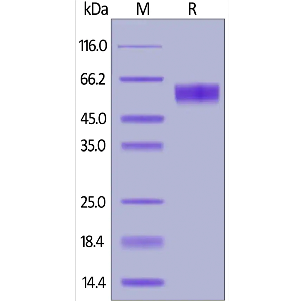 2948. ANTI-CD95 ANTIBODY (EOS9.1) - LOW ENDOTOXIN AZIDE FREE 50UG ABCAM