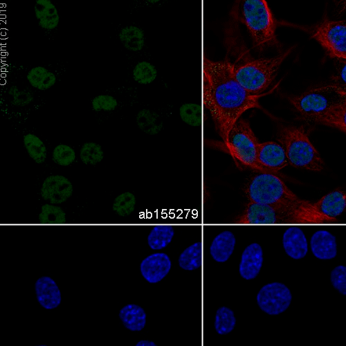 26414. RECOMBINANT ANTI-SOX10 ANTIBODY (EPR4007)-BSA AND AZIDE FREE 100UG ABCAM