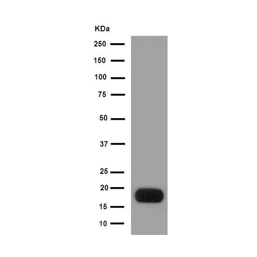 26460. RECOMBINANT ANTI-PROTAMINE 2 ANTIBODY (EPR15738) 100UL ABCAM