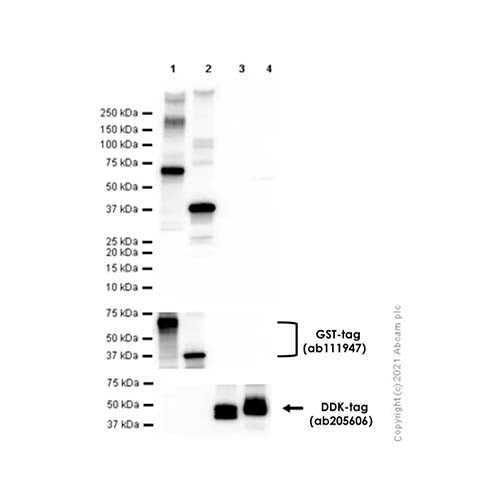 22800. RECOMBINANT ANTI-GLUCOSE TRANSPORTER GLUT3 + GLUT14 ANTIBODY (EPR10508(N)) - N-TERMINAL 100UL ABCAM