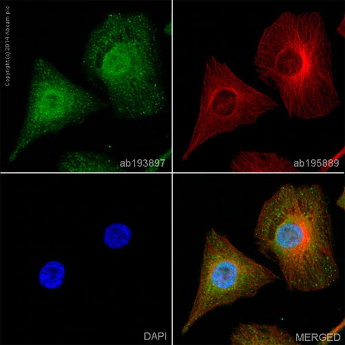 4640. RECOMBINANT ANTI-P38 ANTIBODY (Y122) (ALEXA FLUOR® 488) 100UL - ABCAM