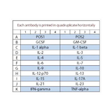56824. MOUSE INTERLEUKIN ANTIBODY ARRAY (20 TARGETS) 8 TESTS - ABCAM