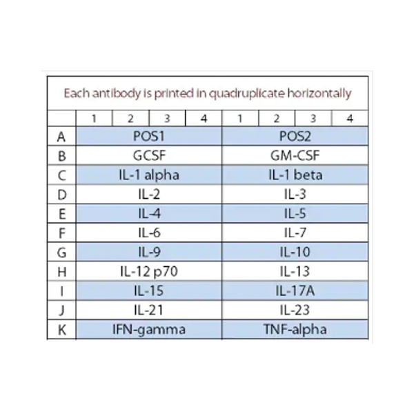 56824. MOUSE INTERLEUKIN ANTIBODY ARRAY (20 TARGETS) 8 TESTS - ABCAM