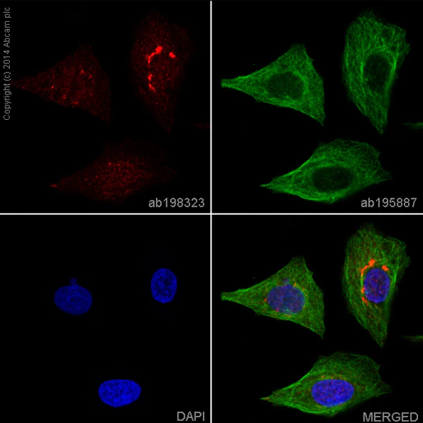 2946. ANTICUERPO MONOCLONAL RECOMBINANTE DE CONEJO ANTI-NEUROPILINA 1 CONJUGADO A ALEXA FLUOR 647, 100 UL ABCAM