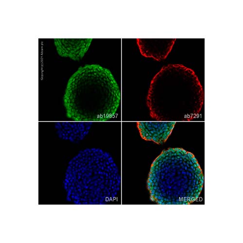 22804. ANTI-OCT4 ANTIBODY 100UG ABCAM