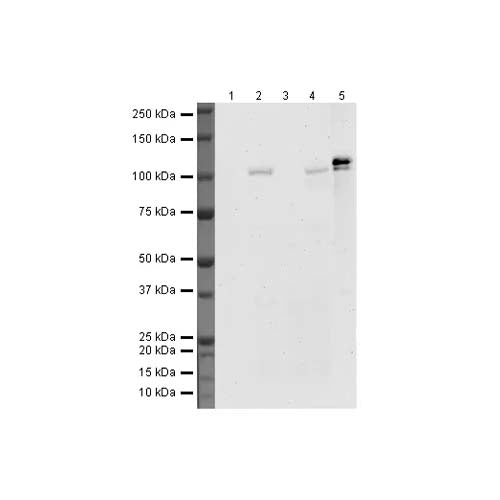 22753. ANTI-HIF-1 ALPHA ANTIBODY (H1ALPHA67) 100UG ABCAM